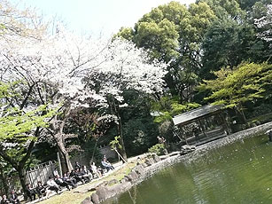 hanami13.jpg